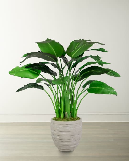 Travelers Small Palm in Pot