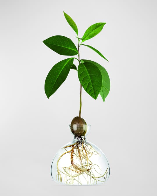 Avocado Vase