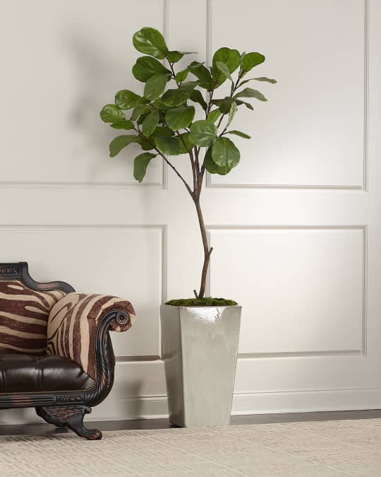 Tarro Fig Tree