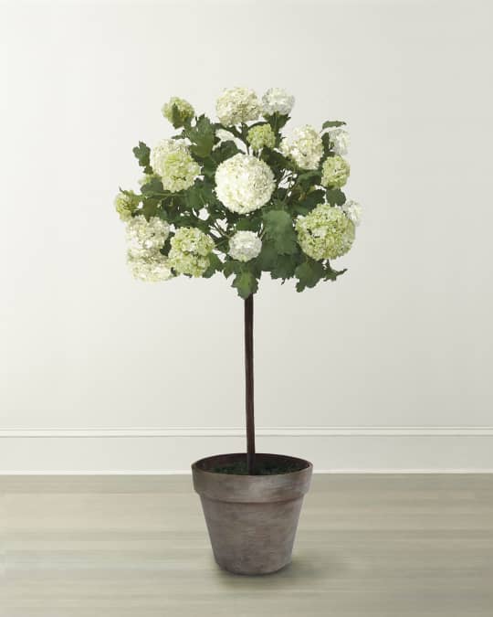 Snowball Flower Tree in Pot