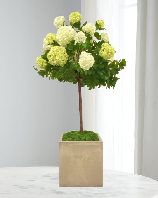 Snowball in Square Pot 