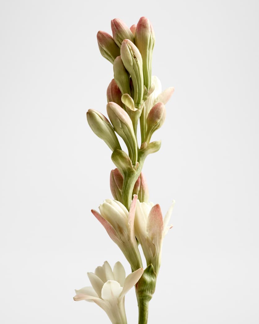 Textura Tuberose Scented Candle, 5.8 oz.
