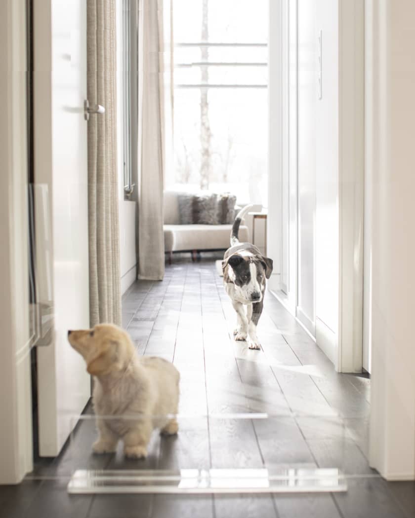 Clear Freestanding Pet Gate Panel, 36" Wide