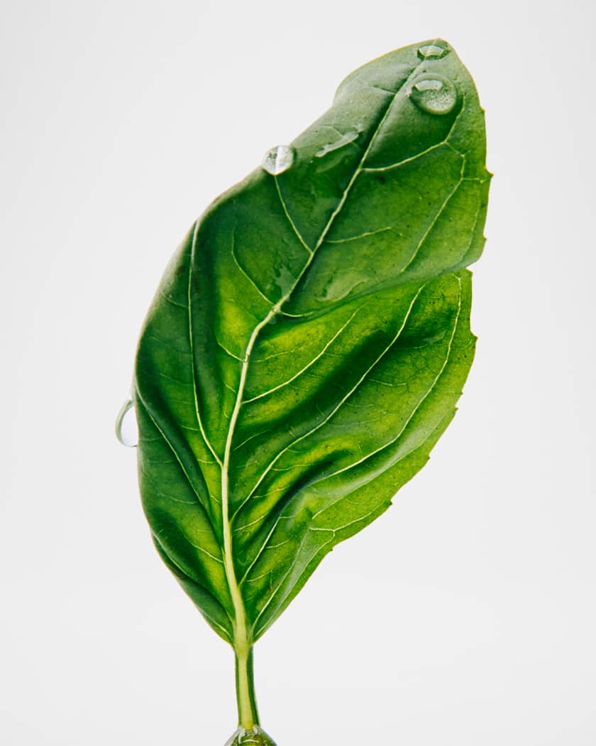 Esencia Eau de Parfum and Vial Fragrance Set