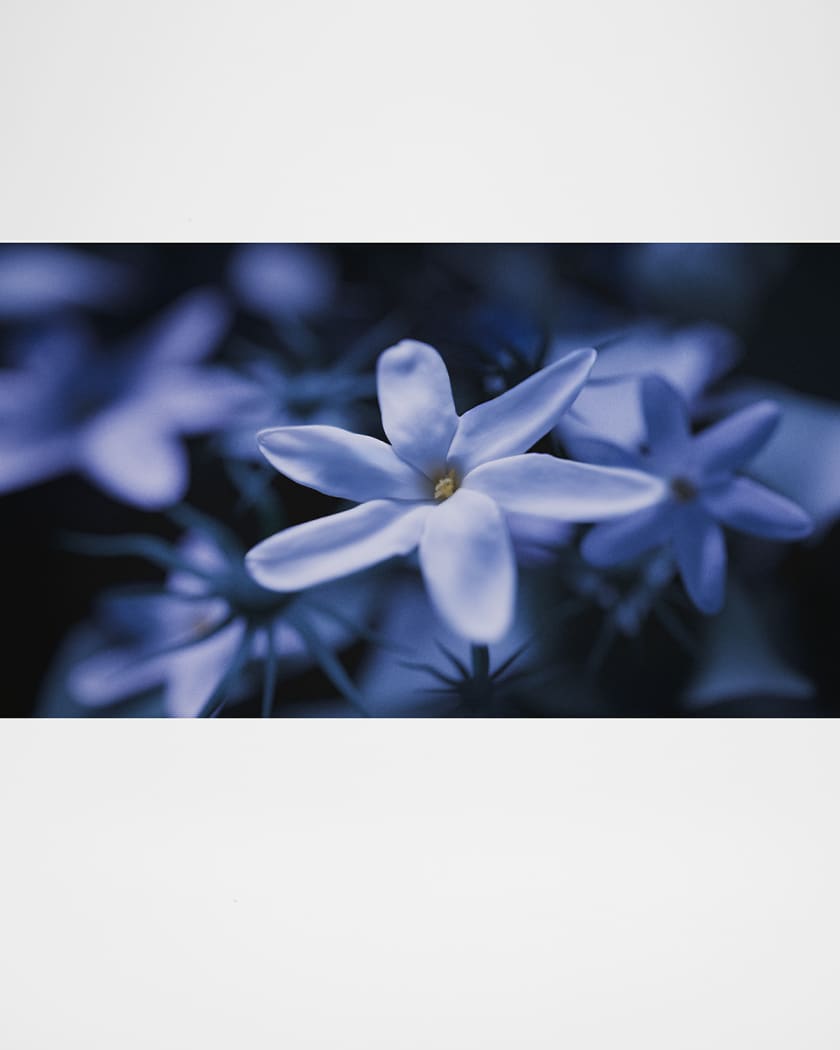 Blue Talisman Extrait de Parfum, 1.7 oz.