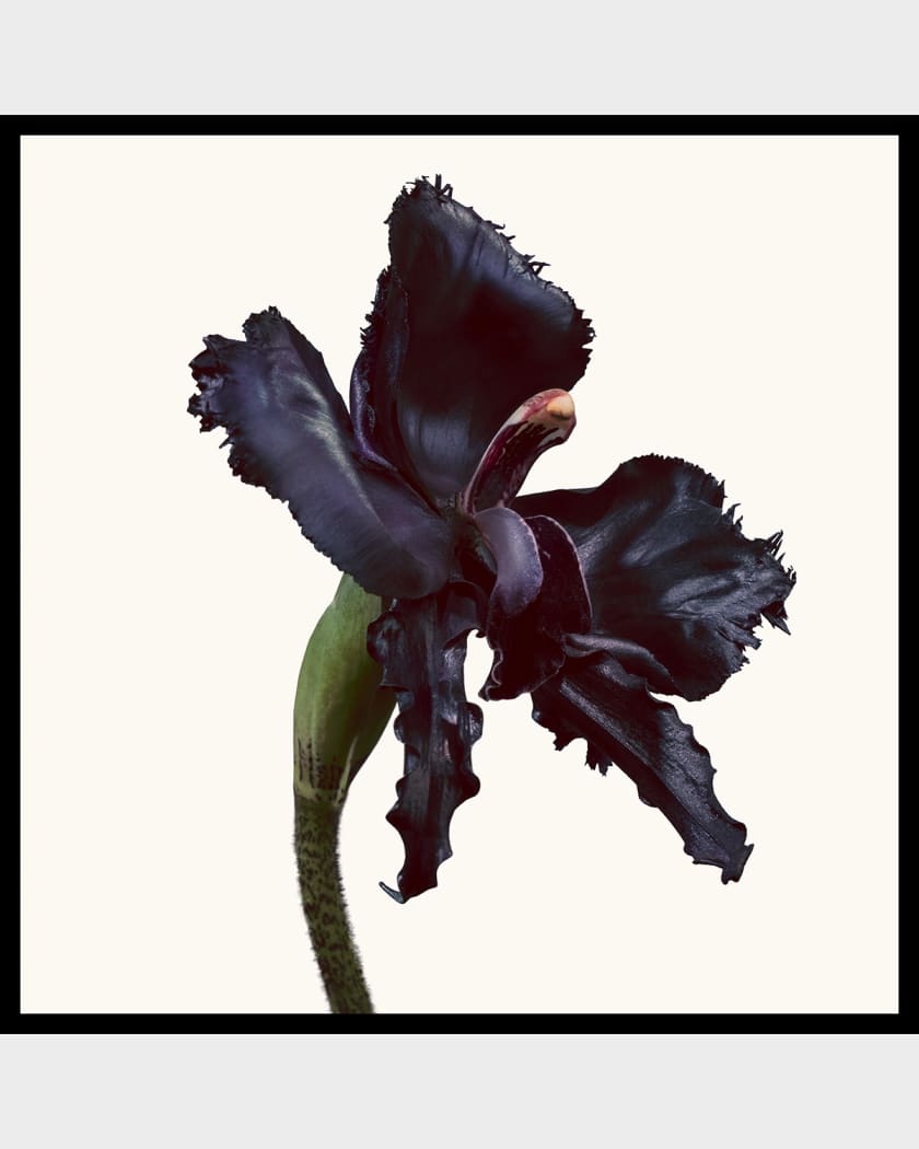 Black Orchid Reserve, 1.7 oz.