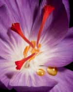 Image 3 of 5: Yves Saint Laurent Beaute Or Rouge Creme Regard