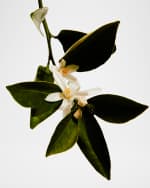 Image 3 of 3: Loewe LOEWE Un Paseo por Madrid Mayrit Eau de Parfum, 3.4 oz.