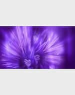 Image 5 of 5: CREED Queen of Silk Eau de Parfum, 1 oz.