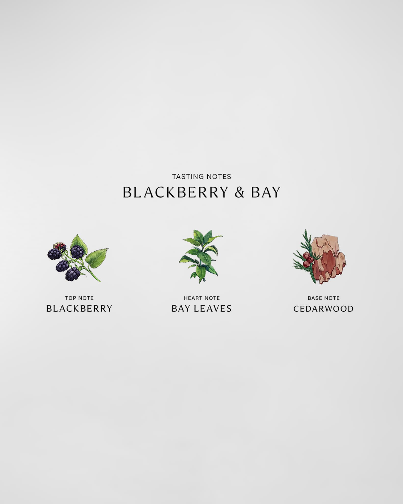 Blackberry & Bay Body Creme, 175 mL