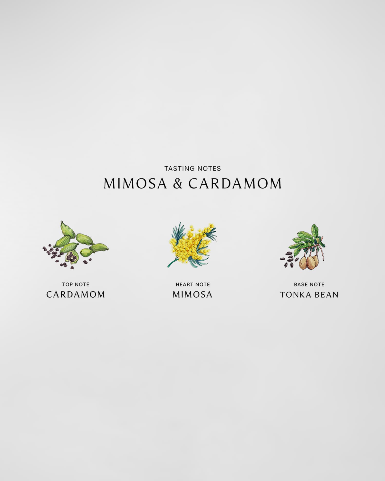 5.9 oz. Mimosa & Cardamom Body Creme