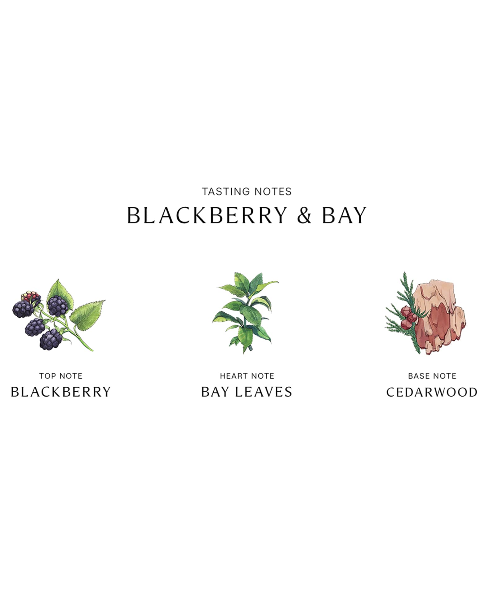 Blackberry & Bay Cologne | Neiman Marcus