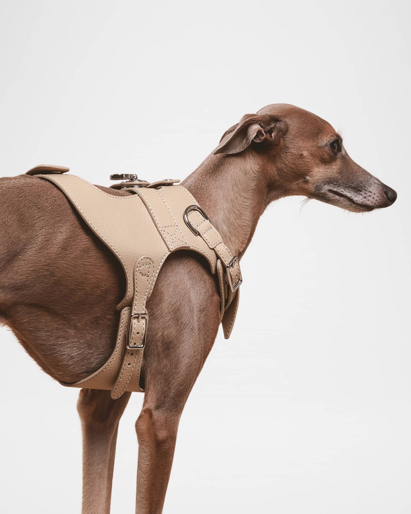 The Colombo Harness