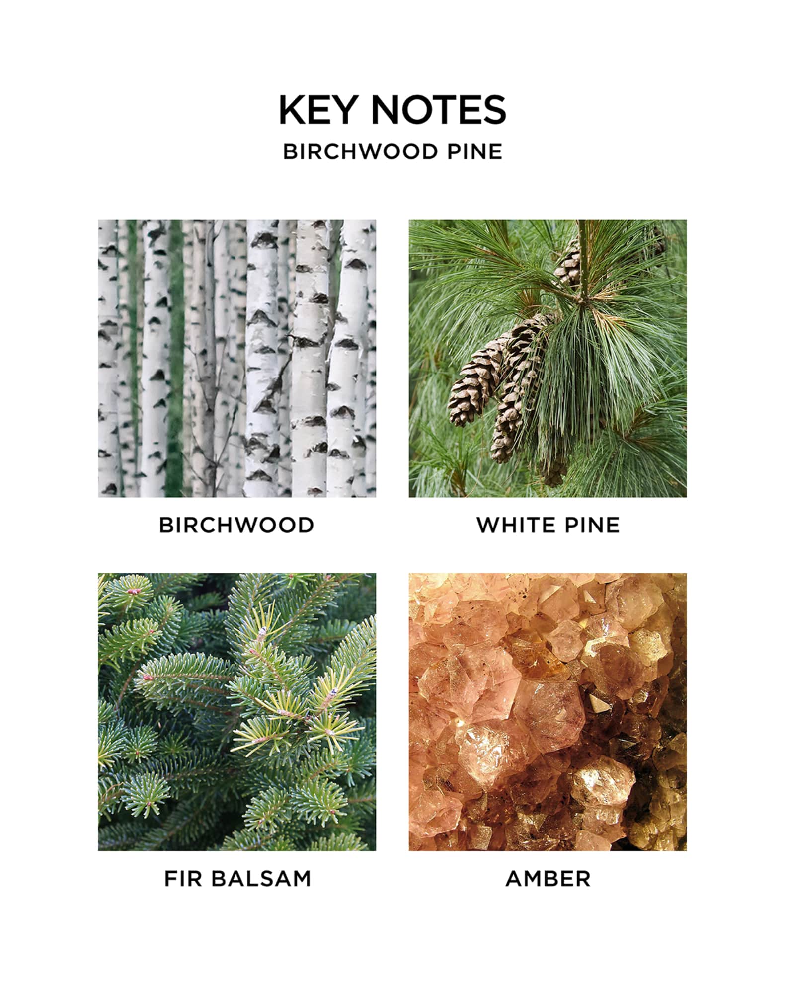 NEST New York 10 oz. Birchwood Pine Liquid Soap Neiman Marcus