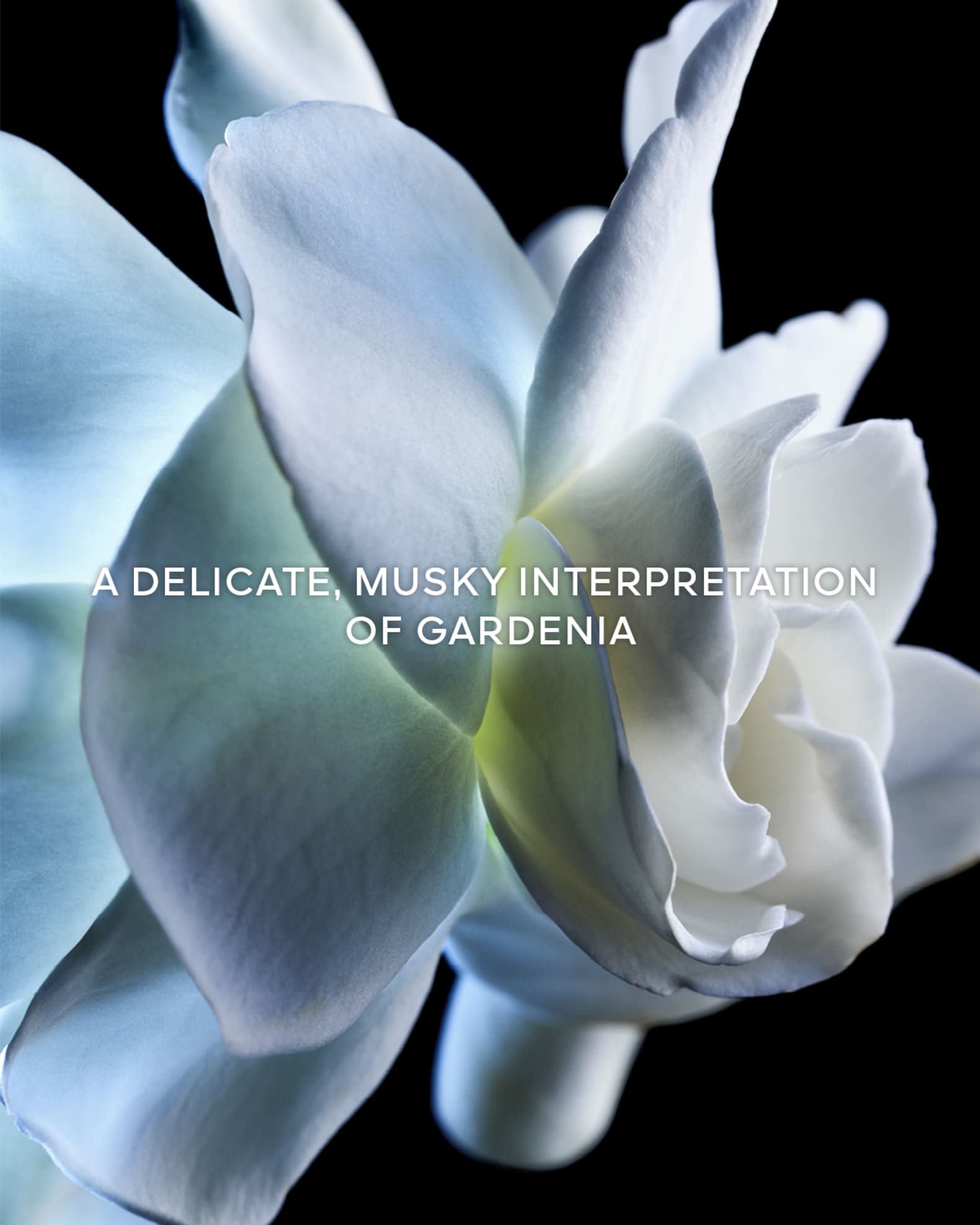 YUKARI 　ゲラン　CRUEL GARDENIA　オーデパルファン GUERLAIN L'Art & La Matiere Cruel Gardenia Eau de Parfum | Saks