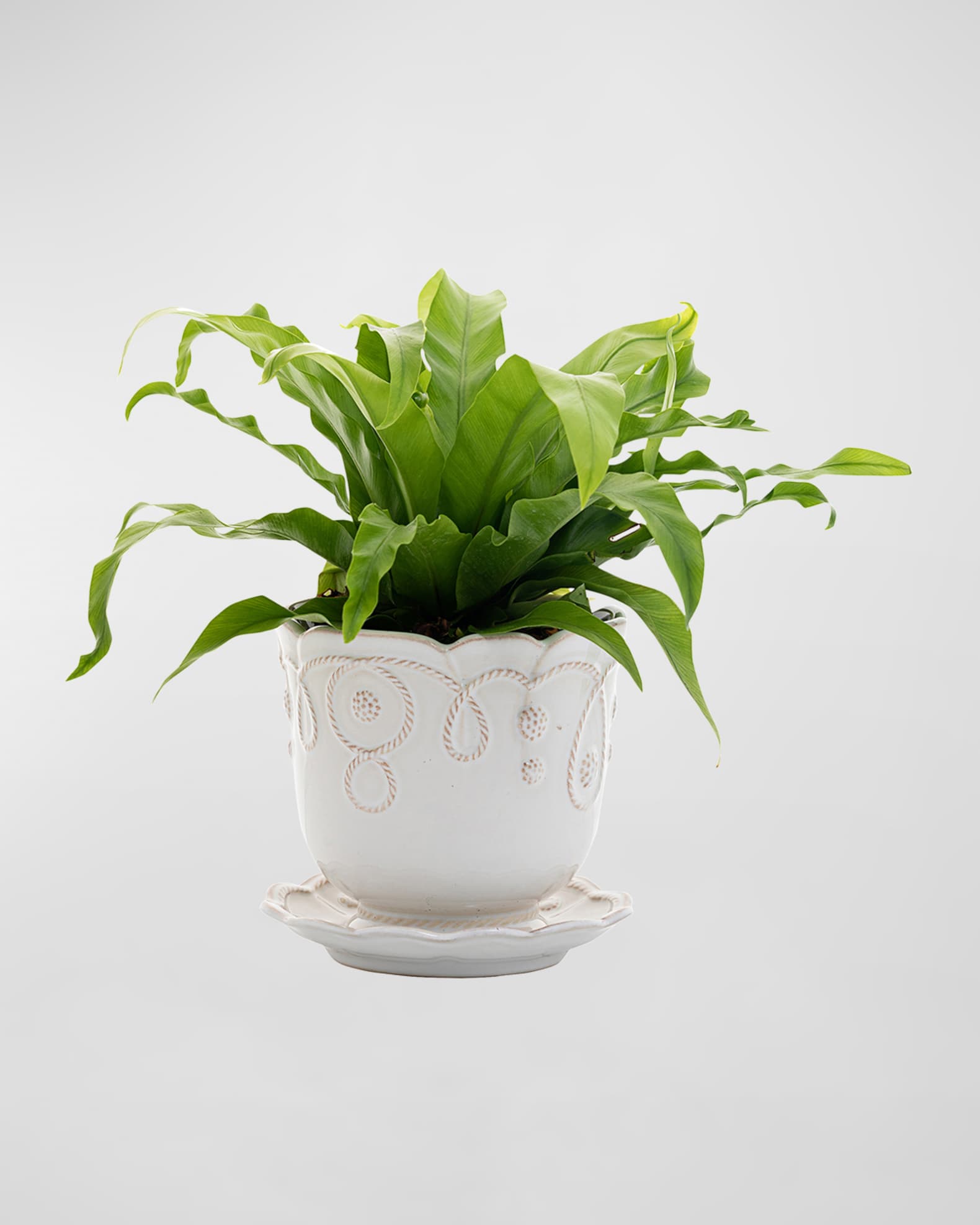 Jardin du Monde 5.25" Planter 1