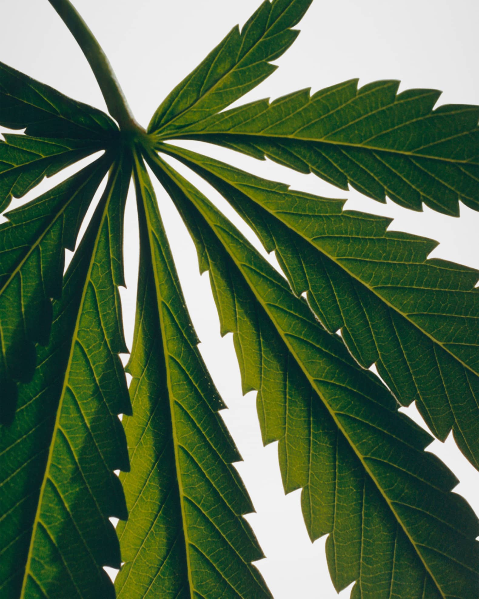 Loewe 74.8 oz. Large Marihuana Candle | Neiman Marcus