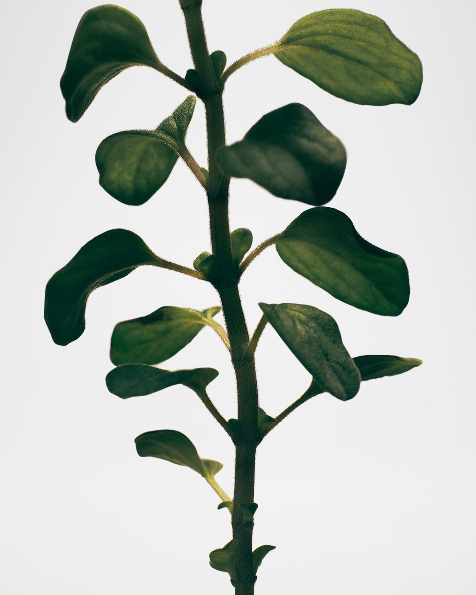 Loewe 21.5 oz. Medium Oregano Candle | Neiman Marcus