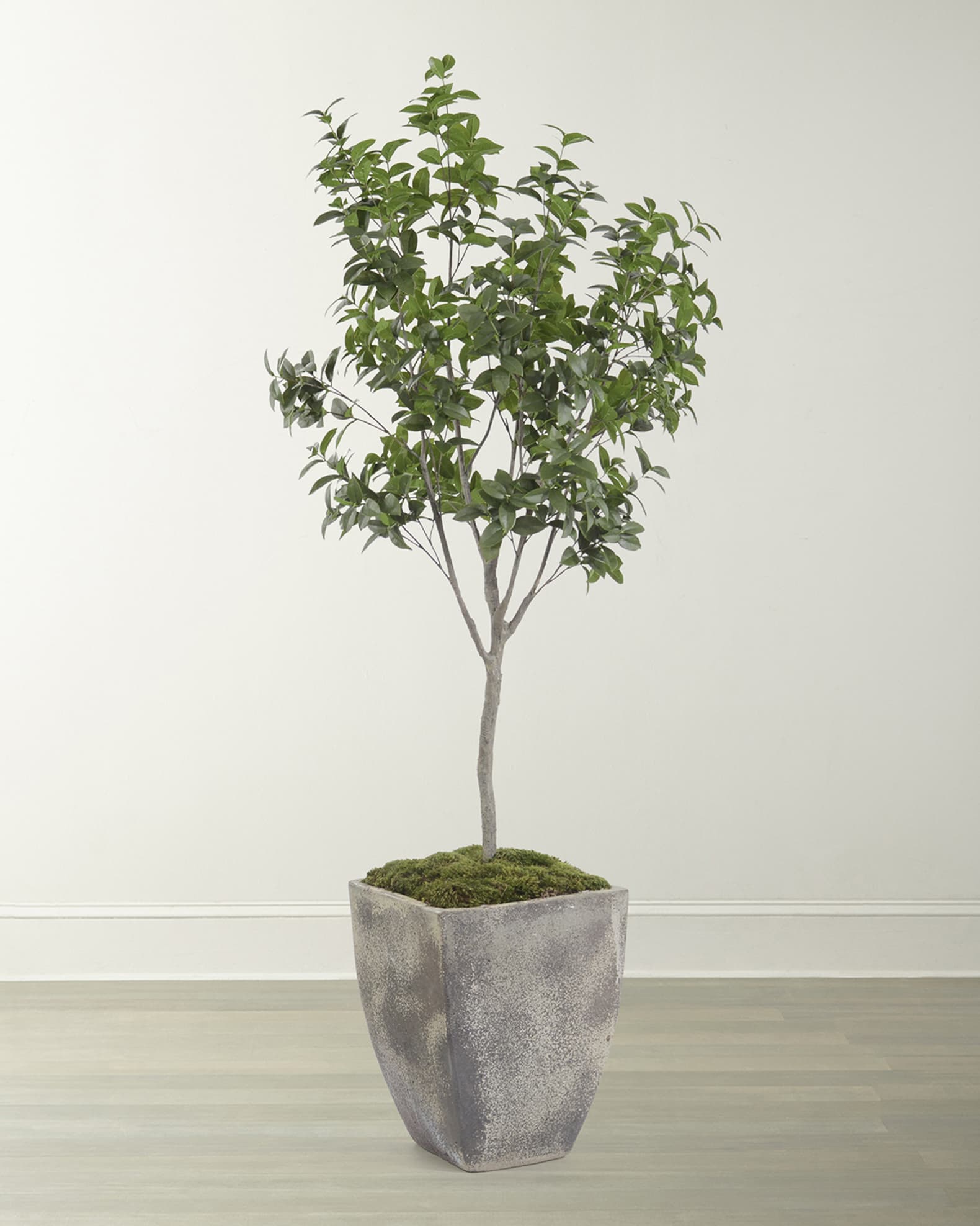 John-Richard Collection Bay Laurel Tree