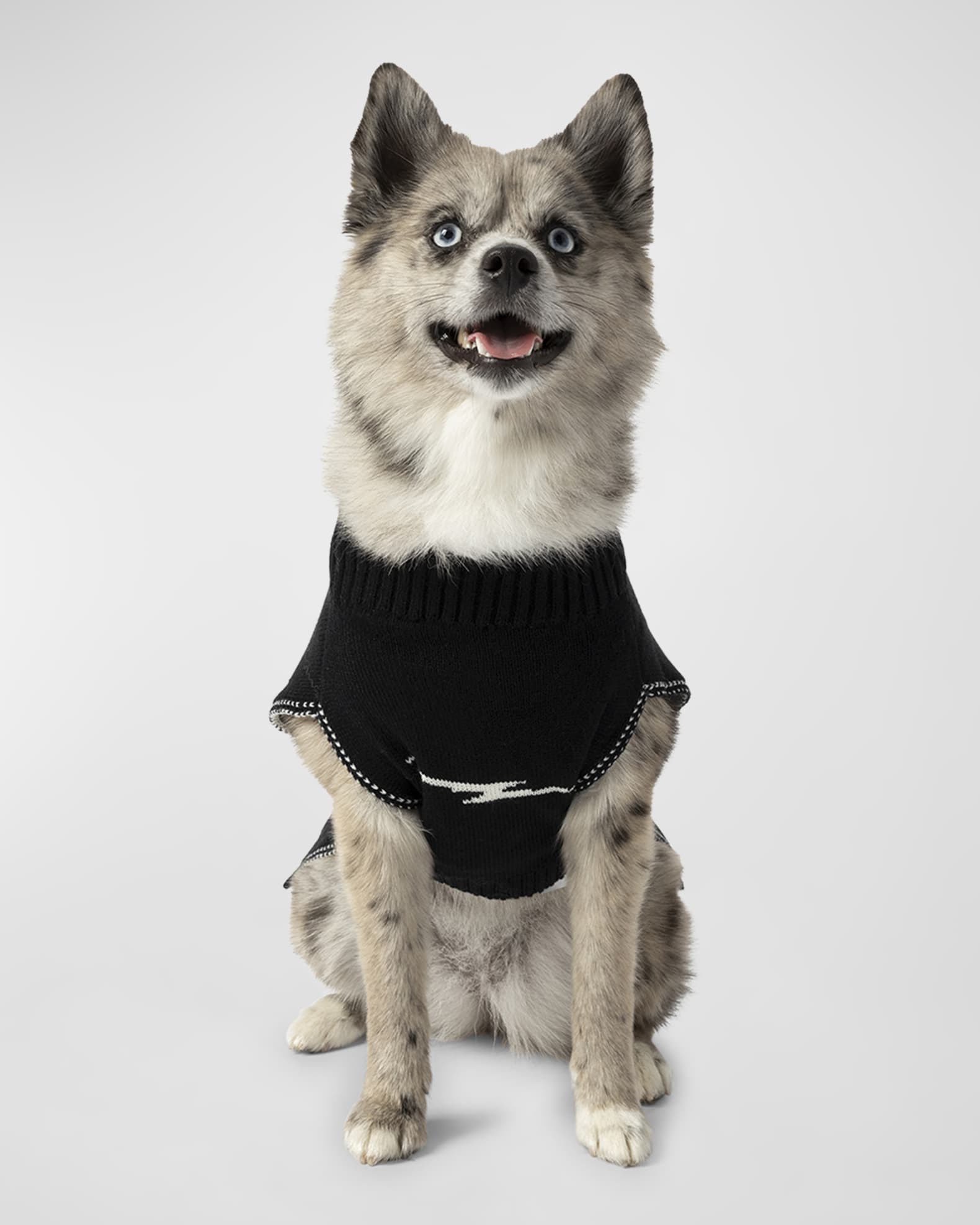 Shinola dog collar clearance