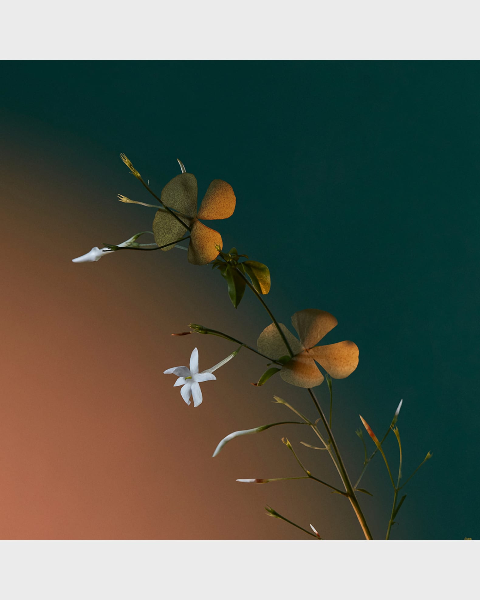 Penhaligon's A Kiss of Bliss Eau de Parfum, 3.4 oz. | Neiman Marcus