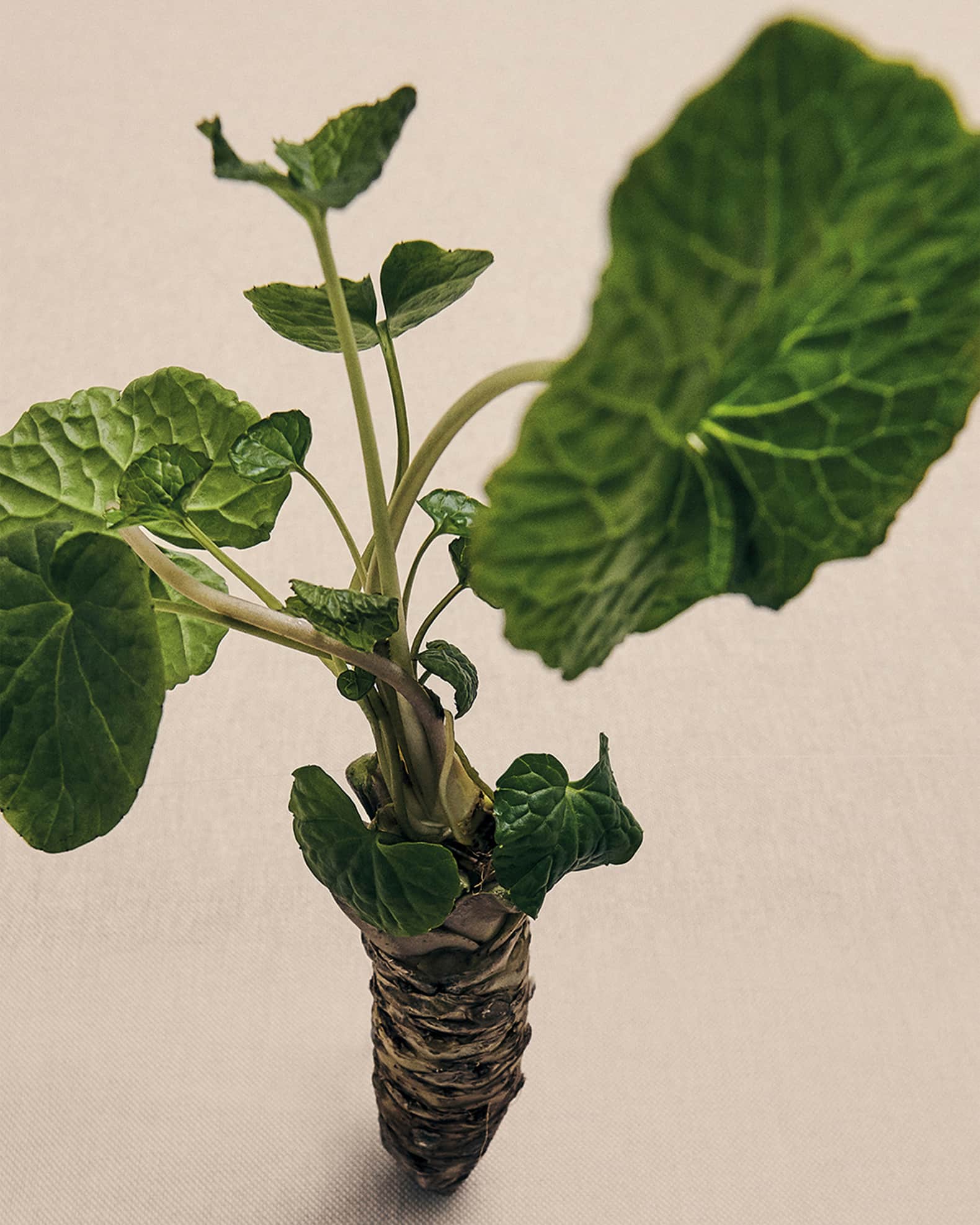 Loewe Wasabi Candleholder Candle, 330g | Neiman Marcus