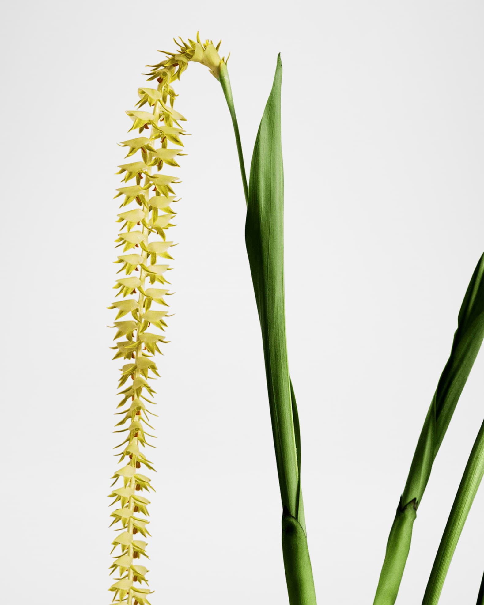 [LOEWE]Dendrochilum Magnum Orchid キャンドル Loewe Dendrochilum Magnum Orchid Scented Candle, 5.8 oz