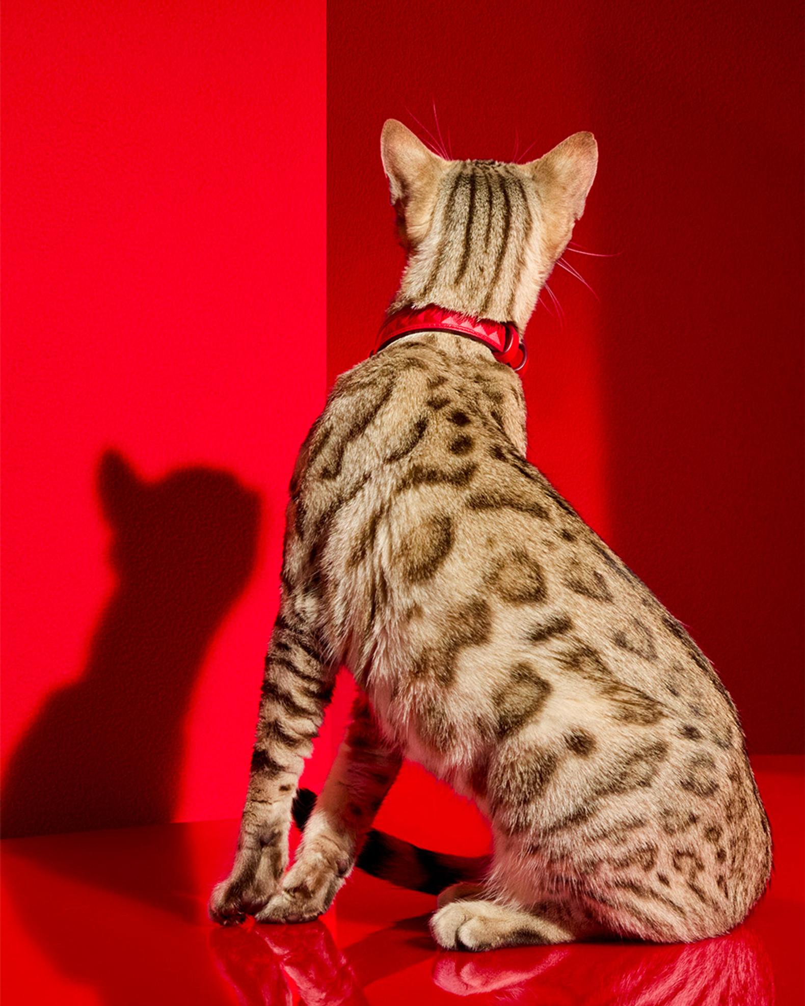 Baccarat Louxor Pet Collar, Small | Neiman Marcus