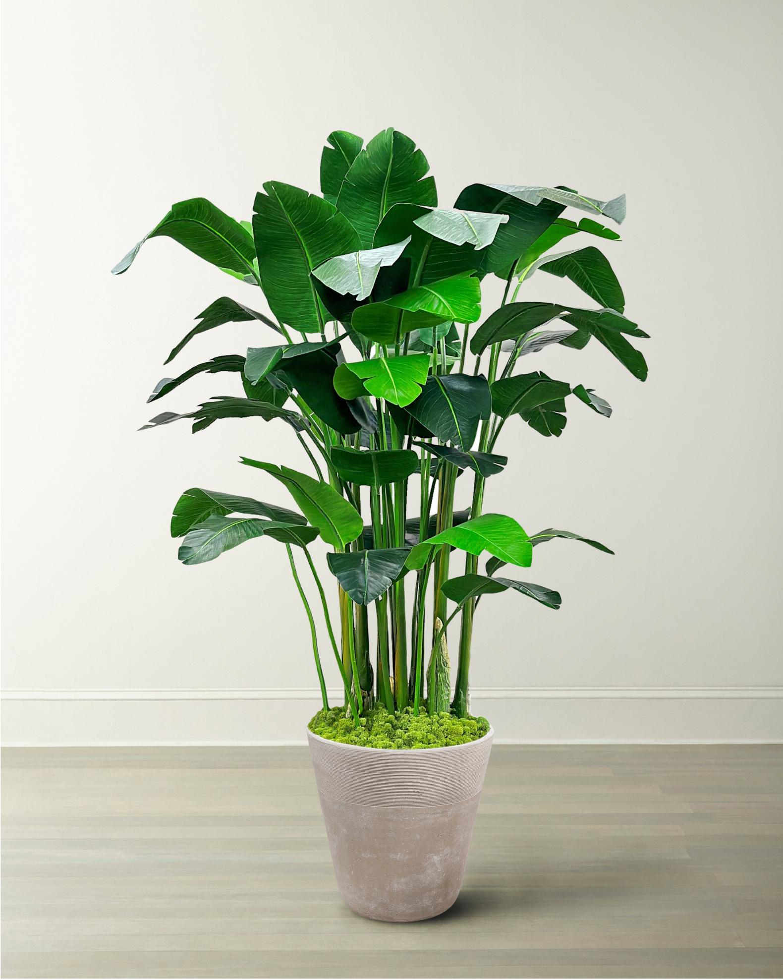 Winward Home Banana Palm in Planter, 84