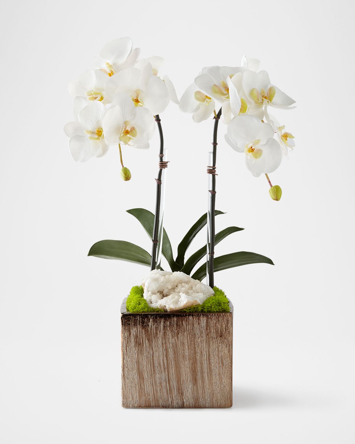 T & C Floral Company Orchids in Square Containers | Thumbnail 5 T & C Floral Company Orchids in Square Containers | Thumbnail 5