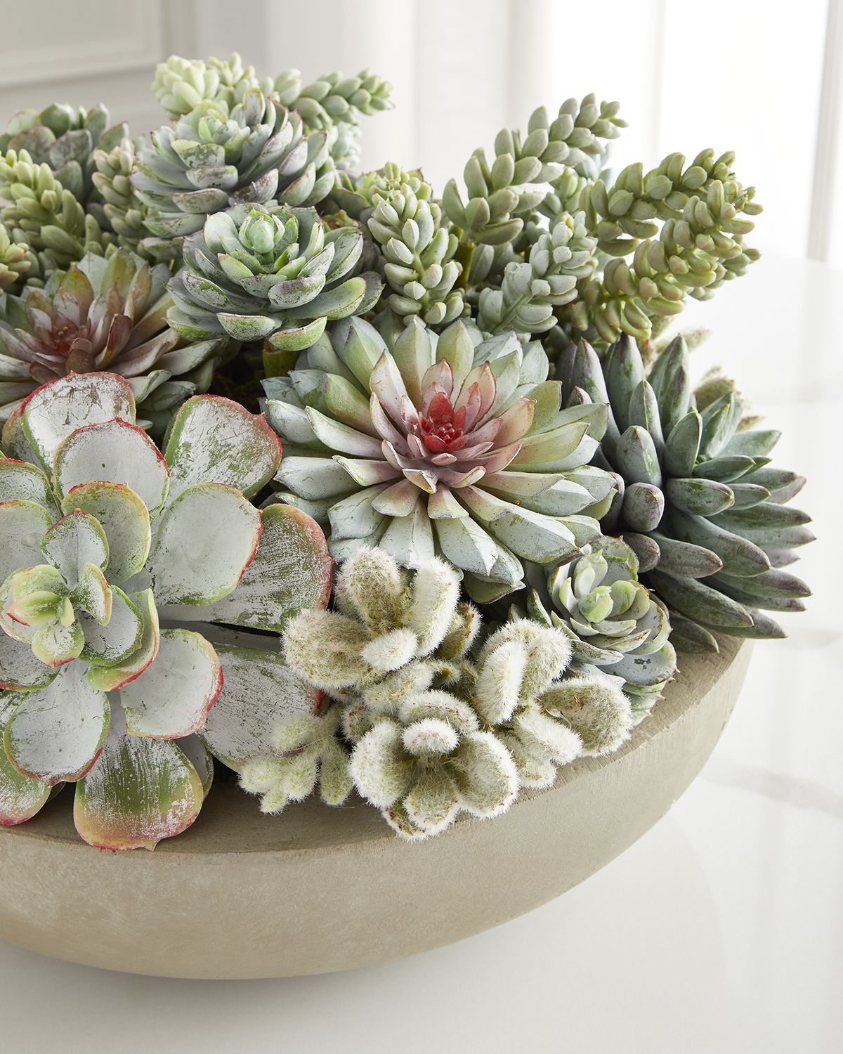 Winward Home Succulents in Bowl | Thumbnail 3 Winward Home Succulents in Bowl | Thumbnail 3