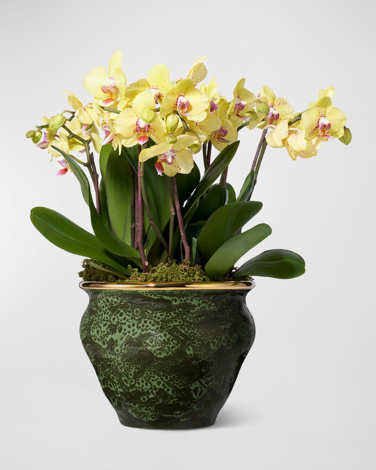 AERIN Rimara Cachepot