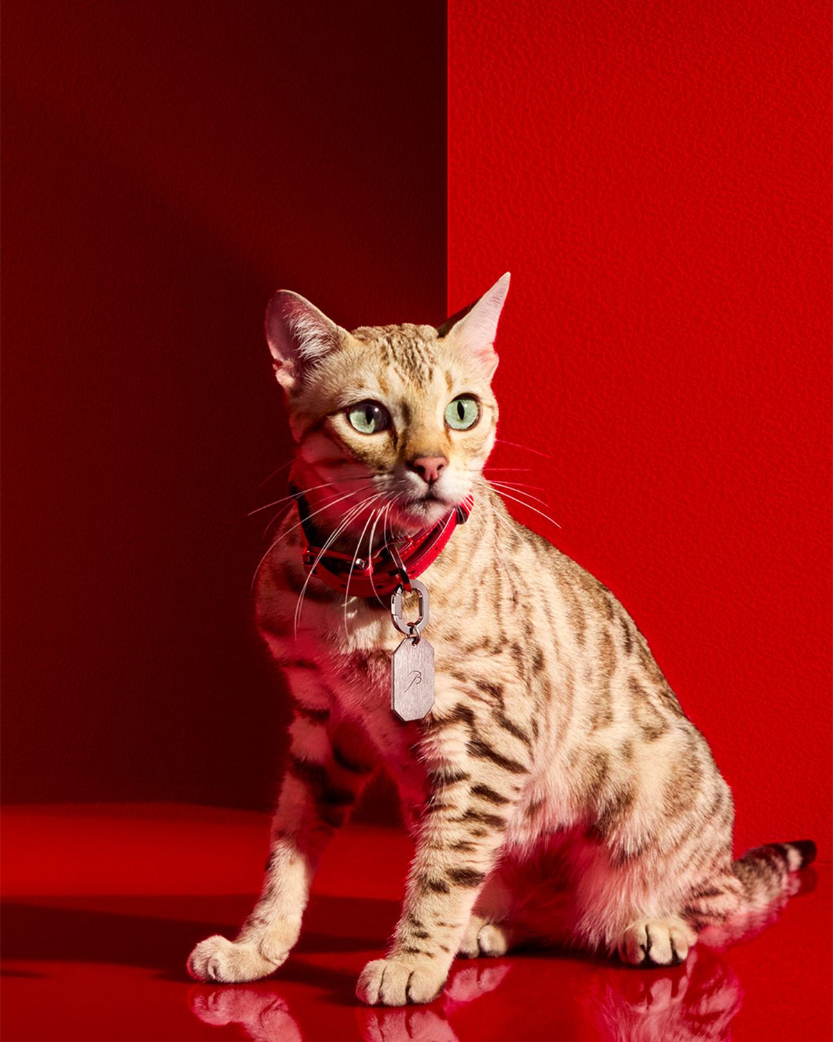 Baccarat Louxor Pet Collar, Small