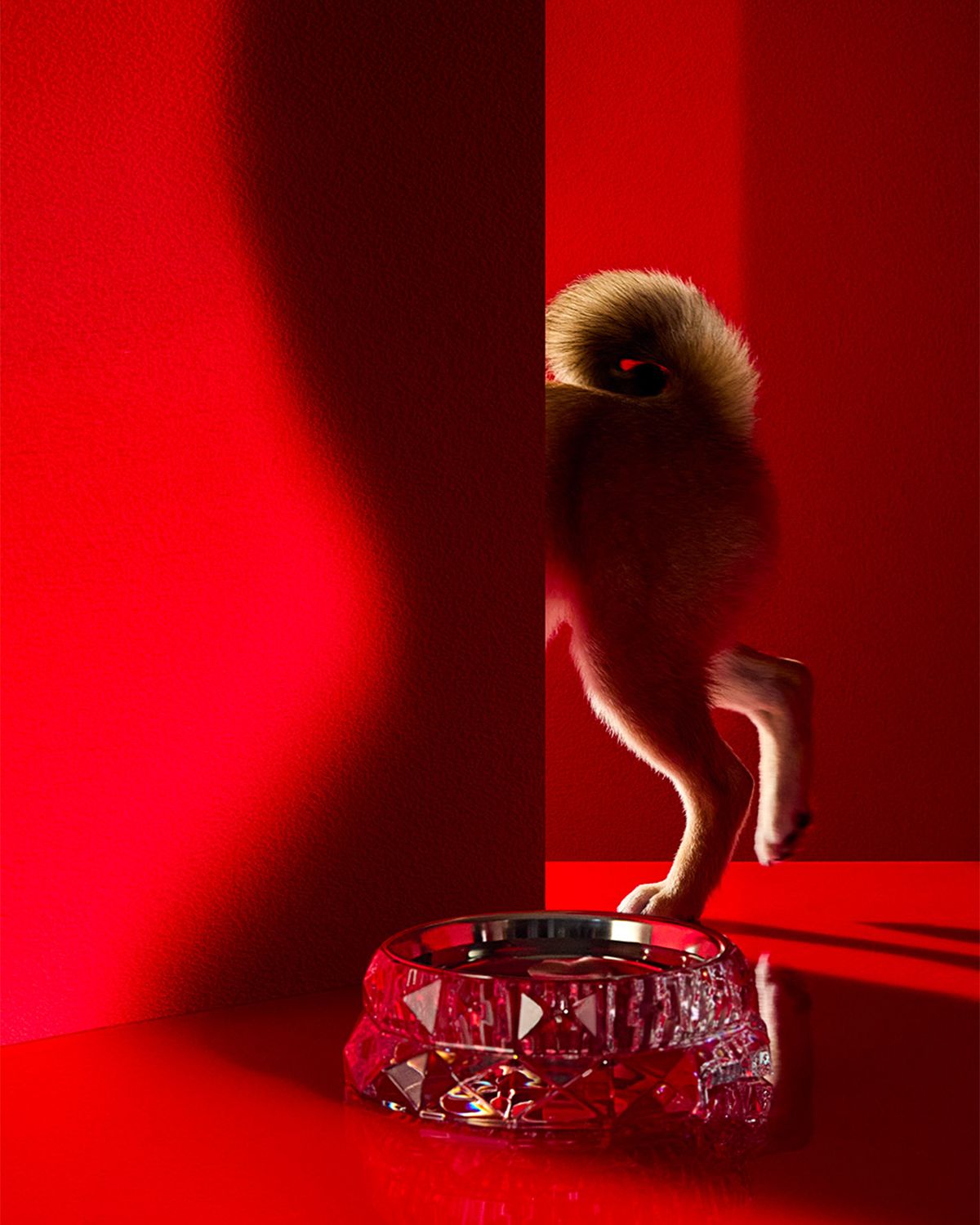 Baccarat Louxor Crystal Pet Bowl