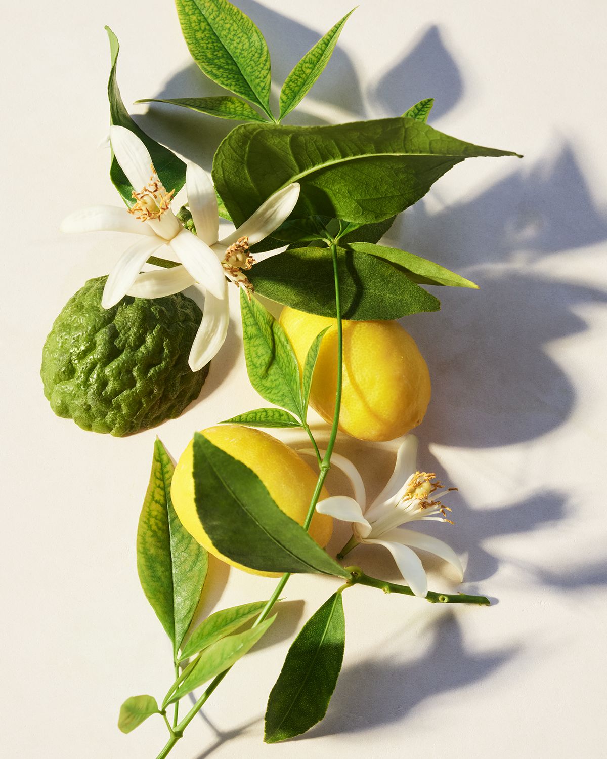 BVLGARI Eau Parfumée Thé Vert Eau de Toilette, 5 oz.